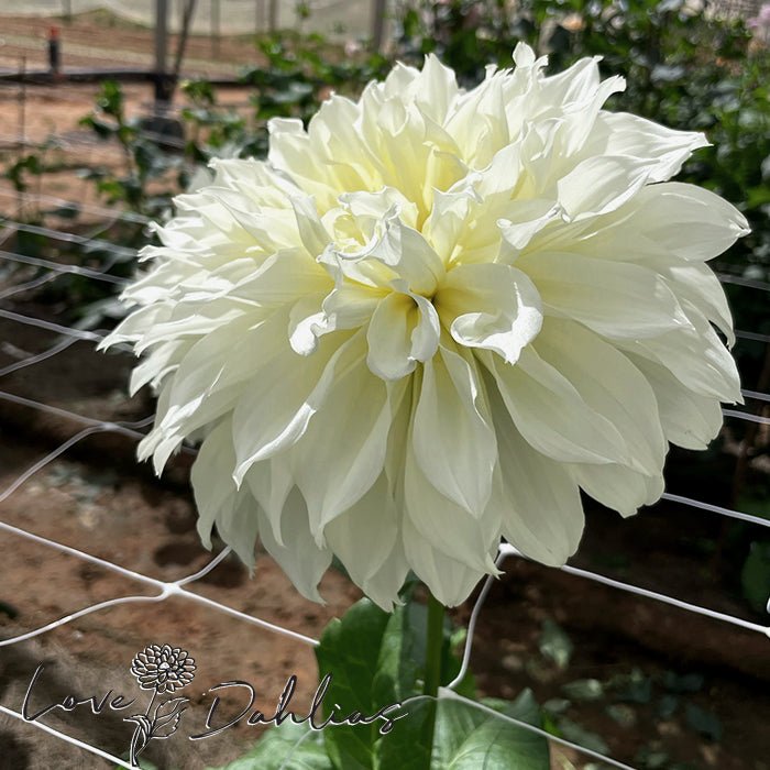 Fleurel Dahlia Tuber - Love Dahlias - south - africa - flower - bulbs