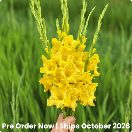 Flevo Breezer Gladiolus Corms (Pack of 10) Sword Lily - Love Dahlias - south - africa - flower - bulbs