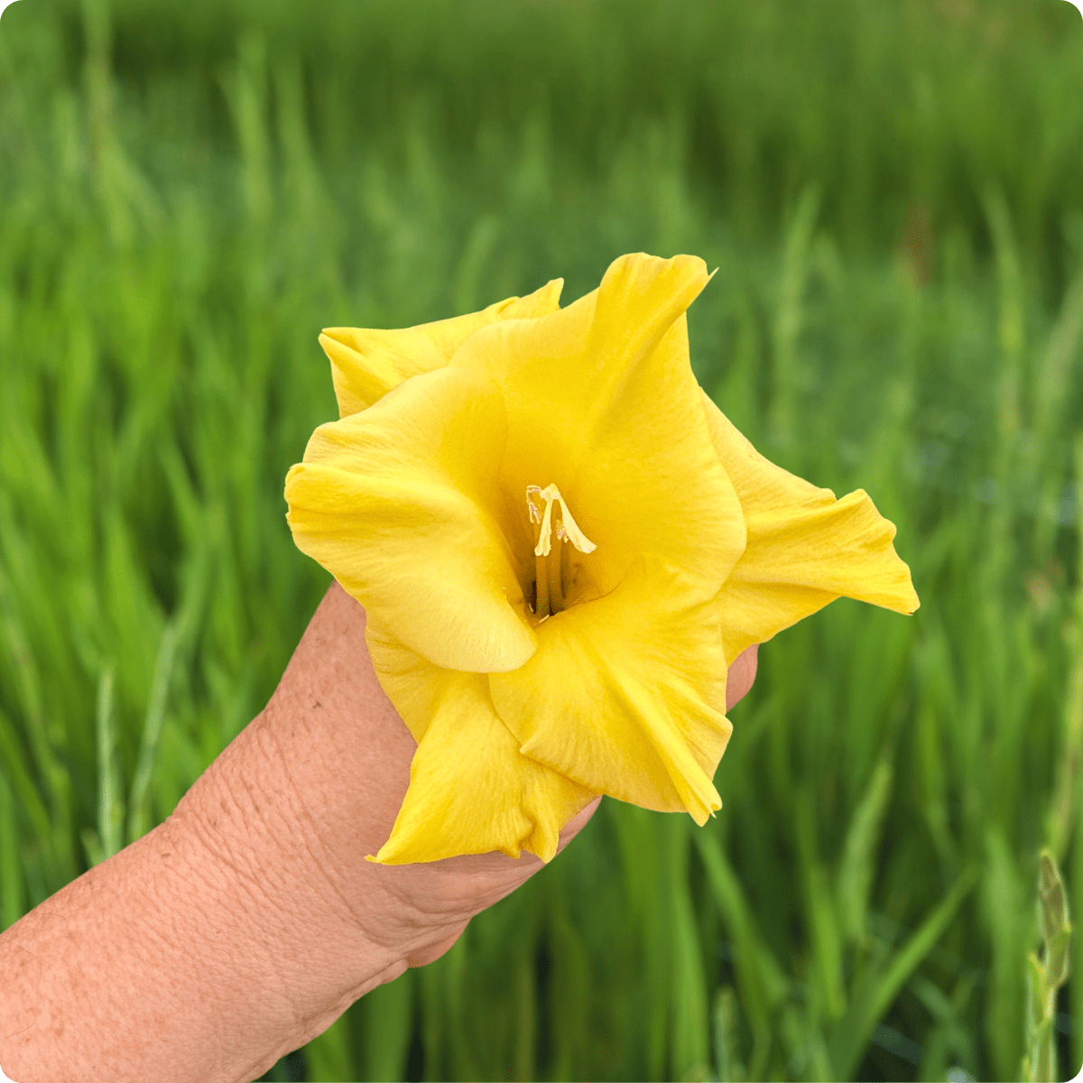 Flevo Breezer Gladiolus Corms (Pack of 10) Sword Lily - Love Dahlias - south - africa - flower - bulbs