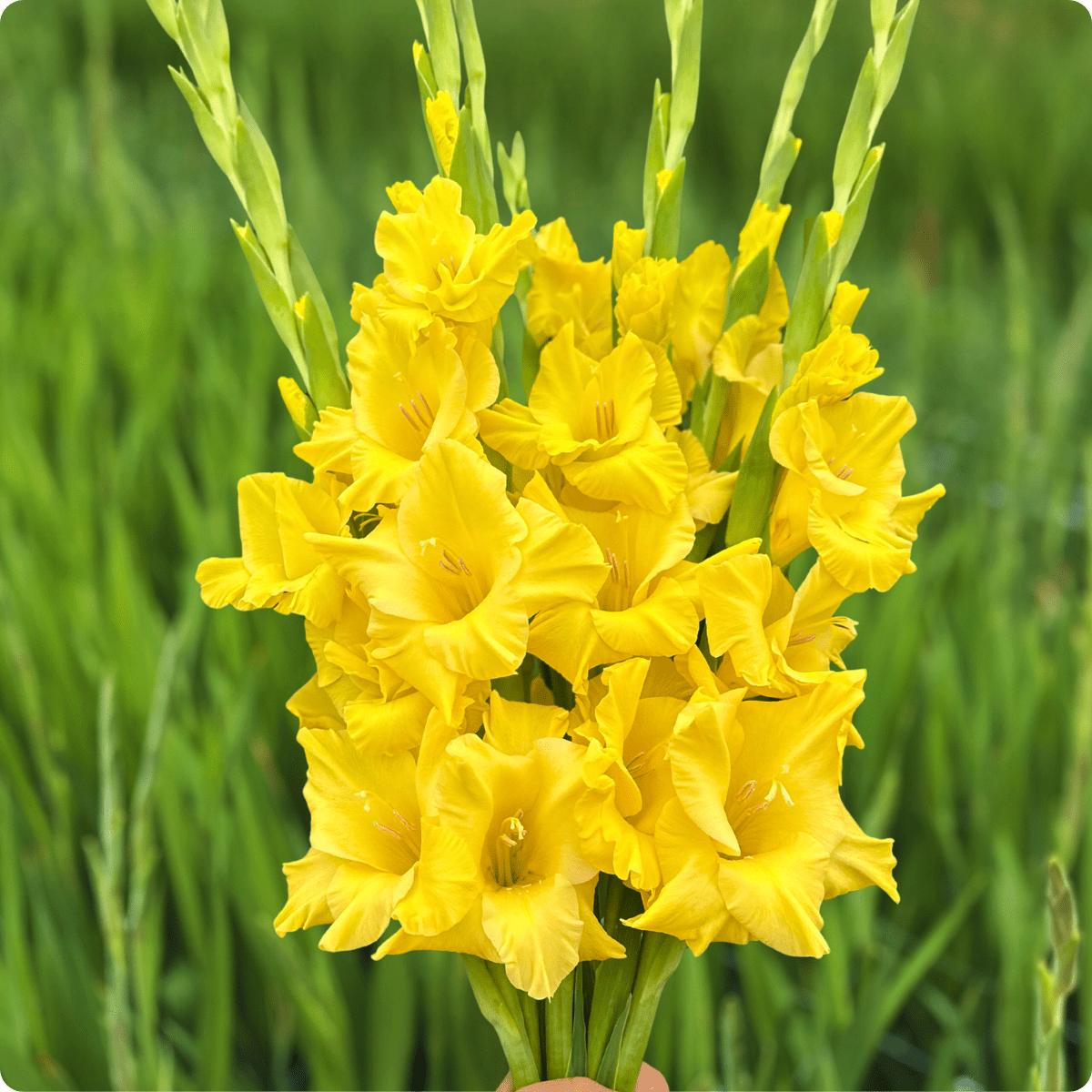 Flevo Breezer Gladiolus Corms (Pack of 10) Sword Lily - Love Dahlias - south - africa - flower - bulbs