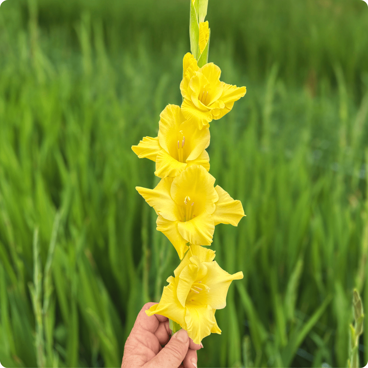 Flevo Breezer Gladiolus Corms (Pack of 10) Sword Lily - Love Dahlias - south - africa - flower - bulbs