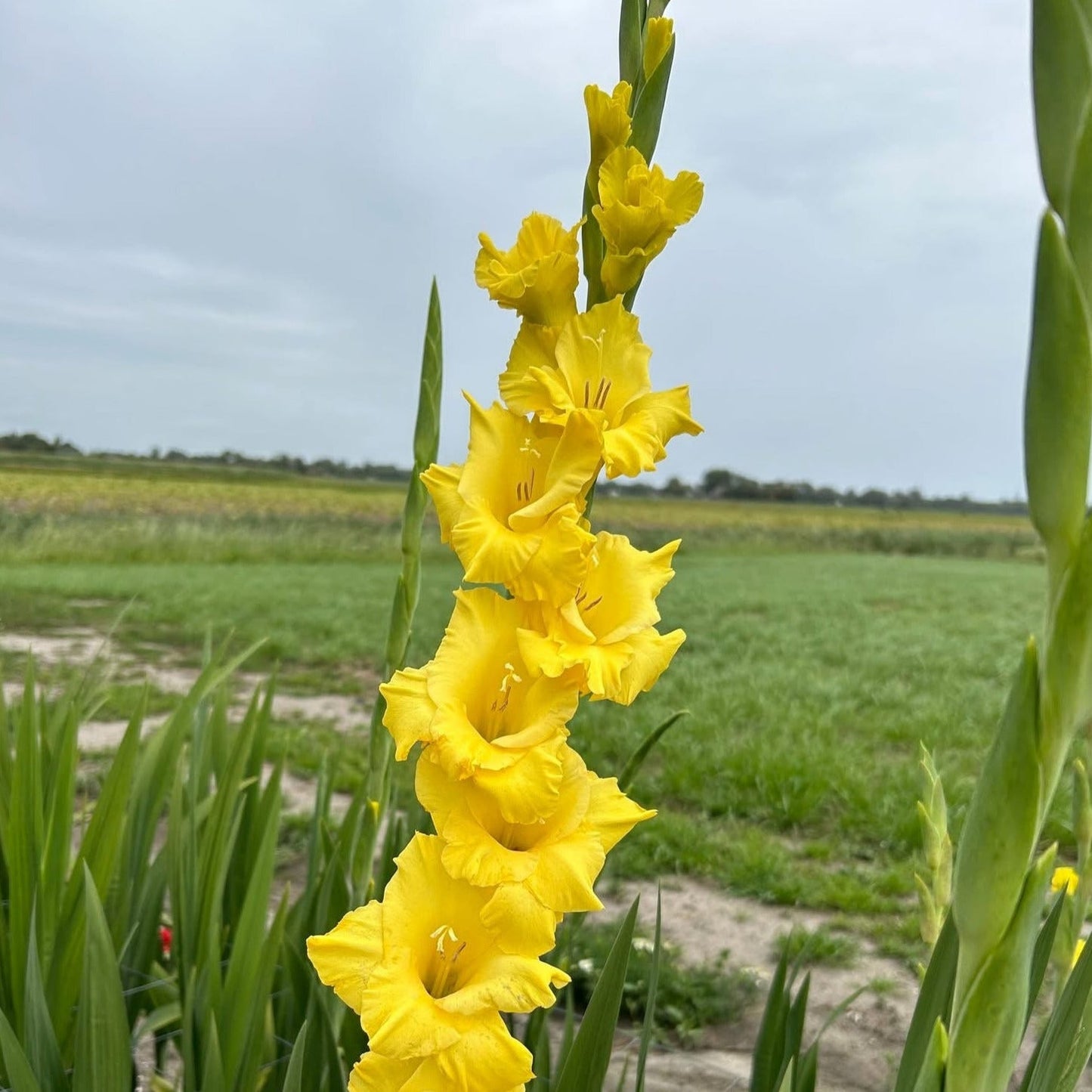 Flevo Breezer Gladiolus (Pack of 12) Sword Lily - Love Dahlias - south - africa - flower - bulbs