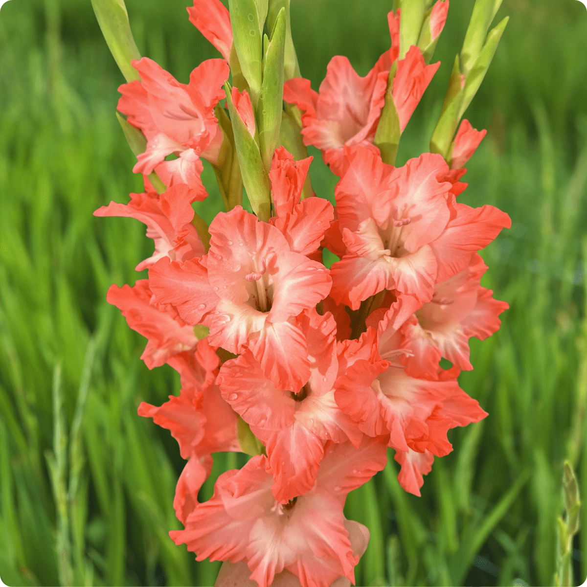Flevo Fushion Gladiolus Corms (Pack of 10) Sword Lily - Love Dahlias - south - africa - flower - bulbs