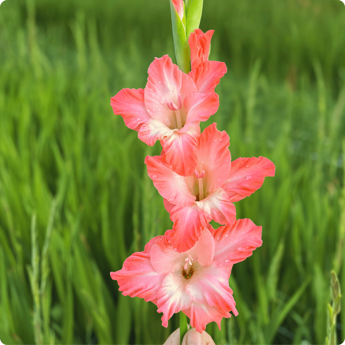 Flevo Fushion Gladiolus Corms (Pack of 10) Sword Lily - Love Dahlias - south - africa - flower - bulbs