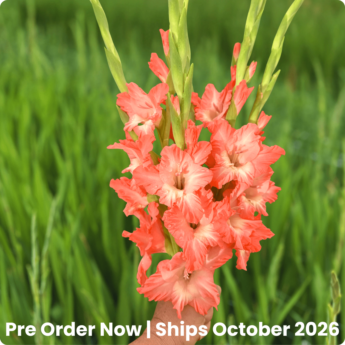 Flevo Fushion Gladiolus Corms (Pack of 10) Sword Lily - Love Dahlias - south - africa - flower - bulbs