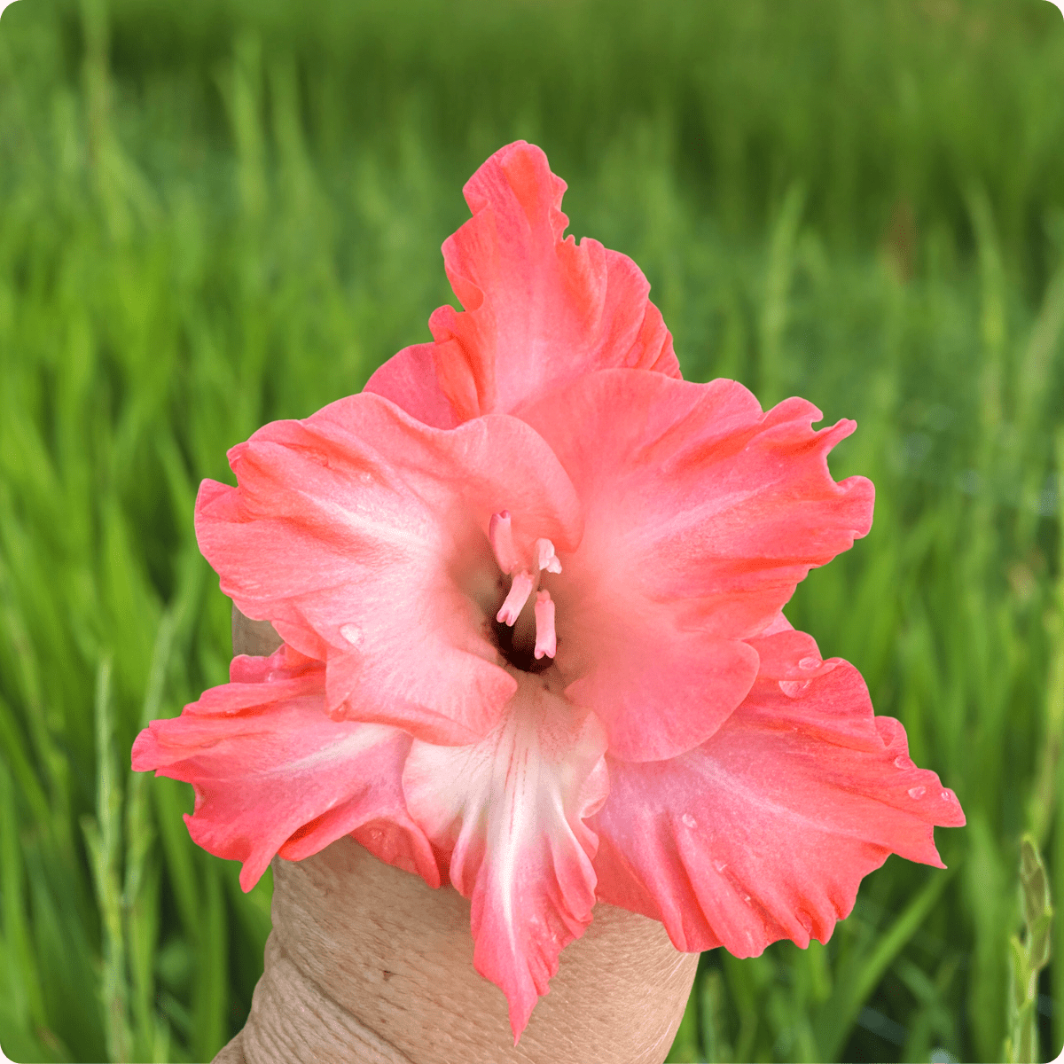 Flevo Fushion Gladiolus Corms (Pack of 10) Sword Lily - Love Dahlias - south - africa - flower - bulbs