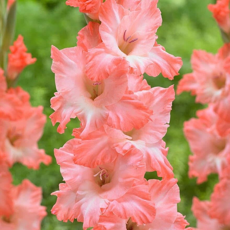 Flevo Fushion Gladiolus (Pack of 12) Sword Lily - Love Dahlias - south - africa - flower - bulbs