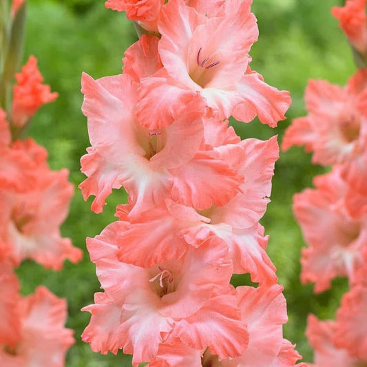 Flevo Fushion Gladiolus (Pack of 12) Sword Lily - Love Dahlias - south - africa - flower - bulbs
