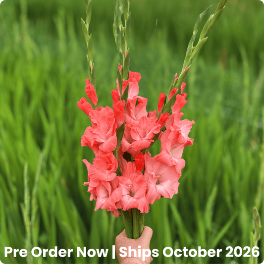 Flevo Quote Gladiolus Corms (Pack of 10) Sword Lily - Love Dahlias - south - africa - flower - bulbs