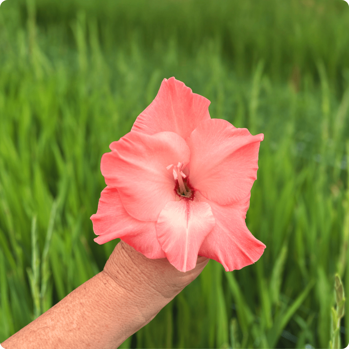 Flevo Quote Gladiolus Corms (Pack of 10) Sword Lily - Love Dahlias - south - africa - flower - bulbs