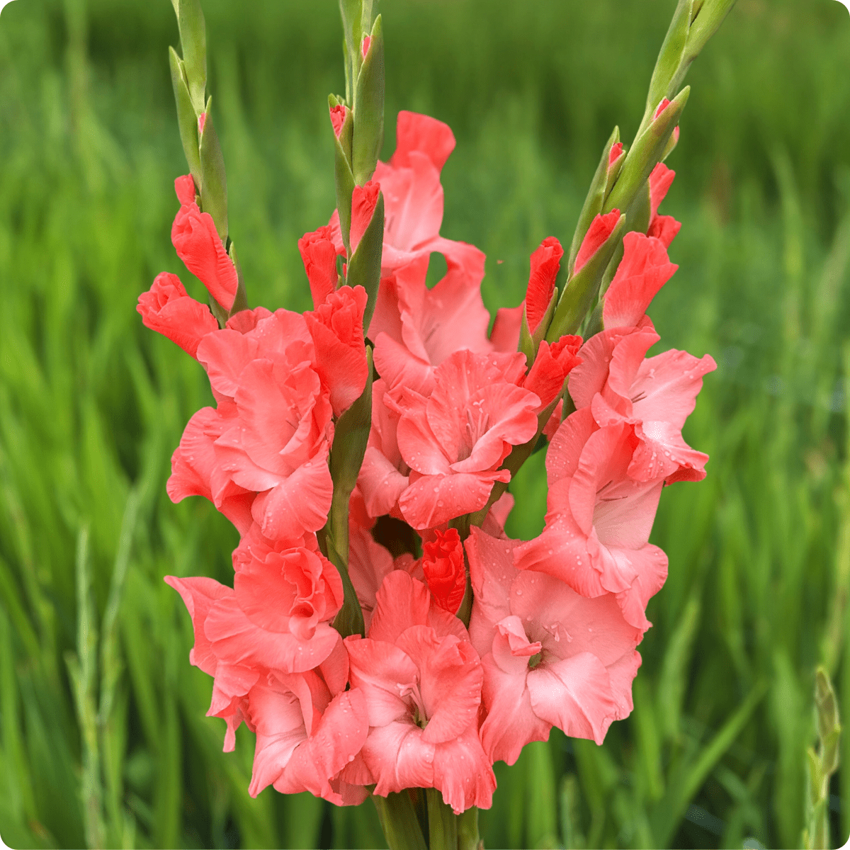 Flevo Quote Gladiolus (Pack of 10) Sword Lily - Love Dahlias - south - africa - flower - bulbs