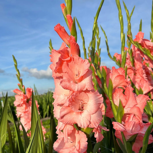 Flevo Quote Gladiolus (Pack of 12) Sword Lily - Love Dahlias - south - africa - flower - bulbs