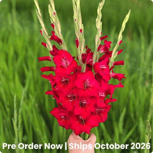 Flevo Shine Gladiolus Corms (Pack of 10) Sword Lily - Love Dahlias - south - africa - flower - bulbs