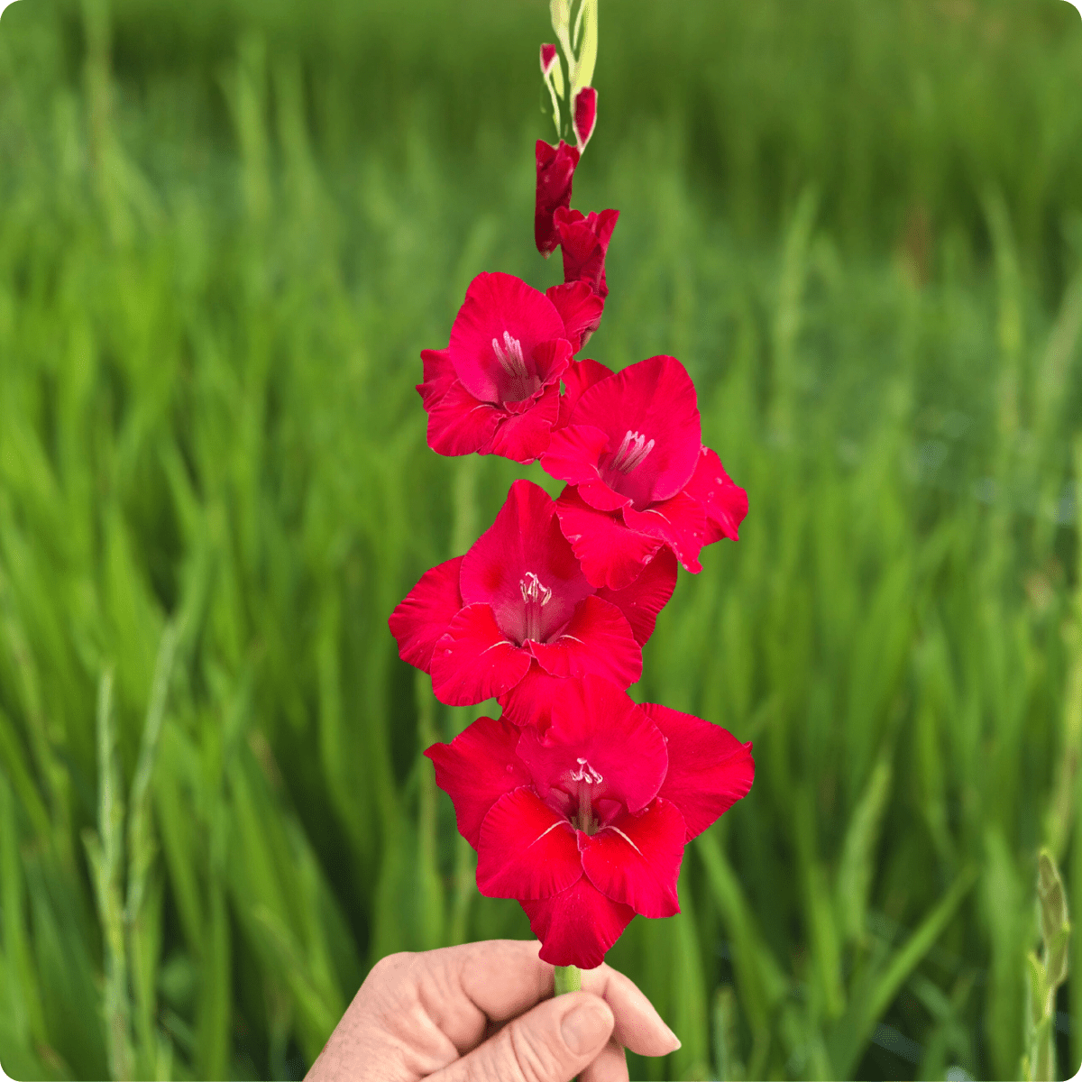 Flevo Shine Gladiolus (Pack of 10) Sword Lily - Love Dahlias - south - africa - flower - bulbs