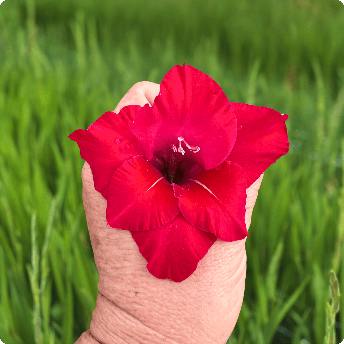 Flevo Shine Gladiolus (Pack of 10) Sword Lily - Love Dahlias - south - africa - flower - bulbs