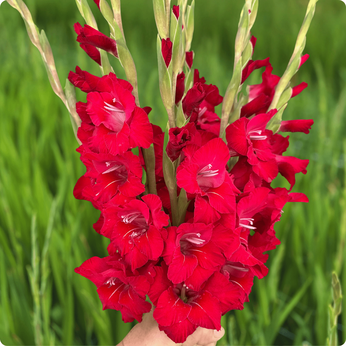 Flevo Shine Gladiolus (Pack of 10) Sword Lily - Love Dahlias - south - africa - flower - bulbs