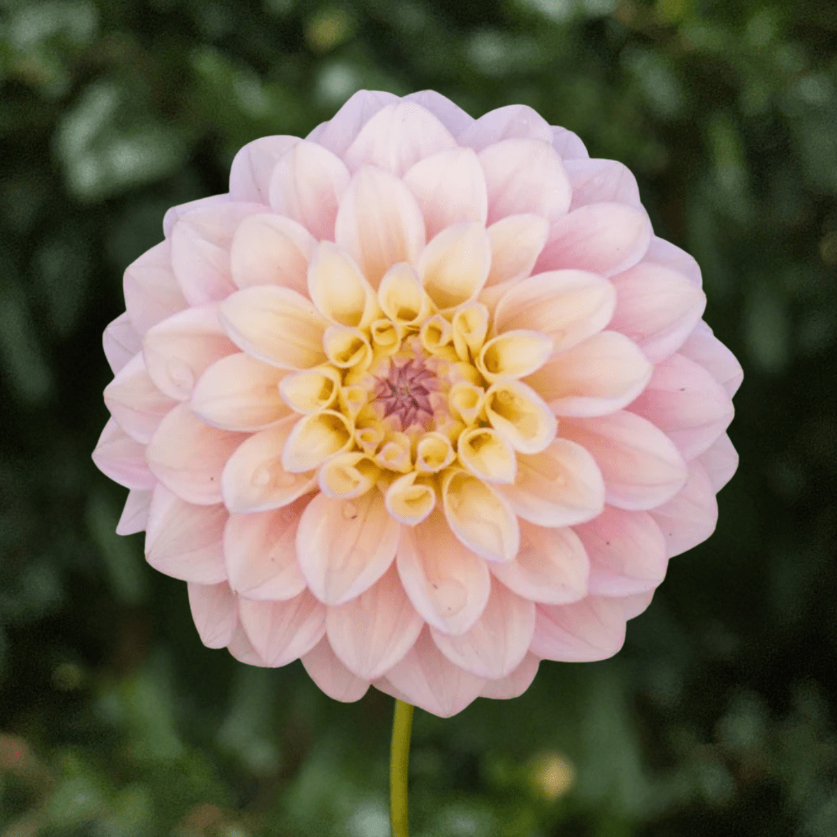Florelie Pirouette Dahlia Tuber | South Africa - Love Dahlias-south-africa-flower-bulbs