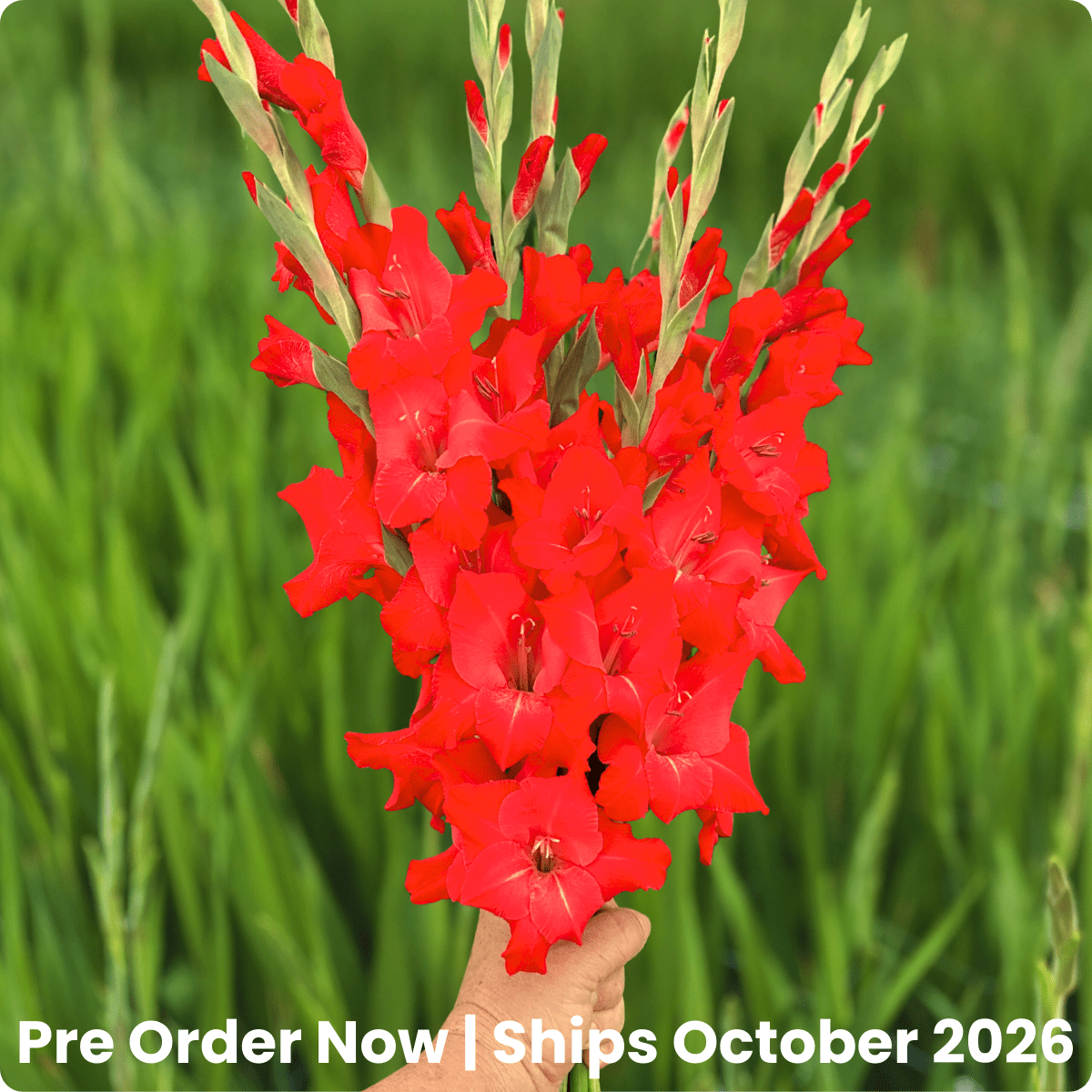 For Evigt Gladiolus (Pack of 10) Sword Lily - Love Dahlias - south - africa - flower - bulbs