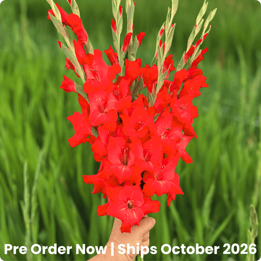 For Evigt Gladiolus (Pack of 10) Sword Lily - Love Dahlias - south - africa - flower - bulbs