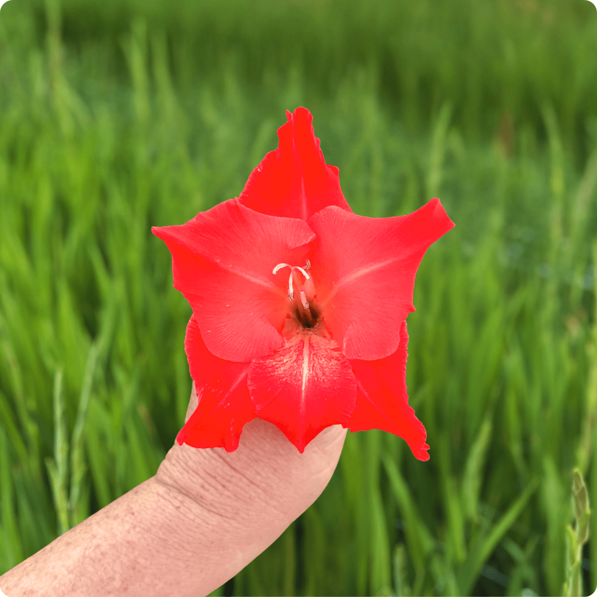 For Evigt Gladiolus (Pack of 10) Sword Lily - Love Dahlias - south - africa - flower - bulbs