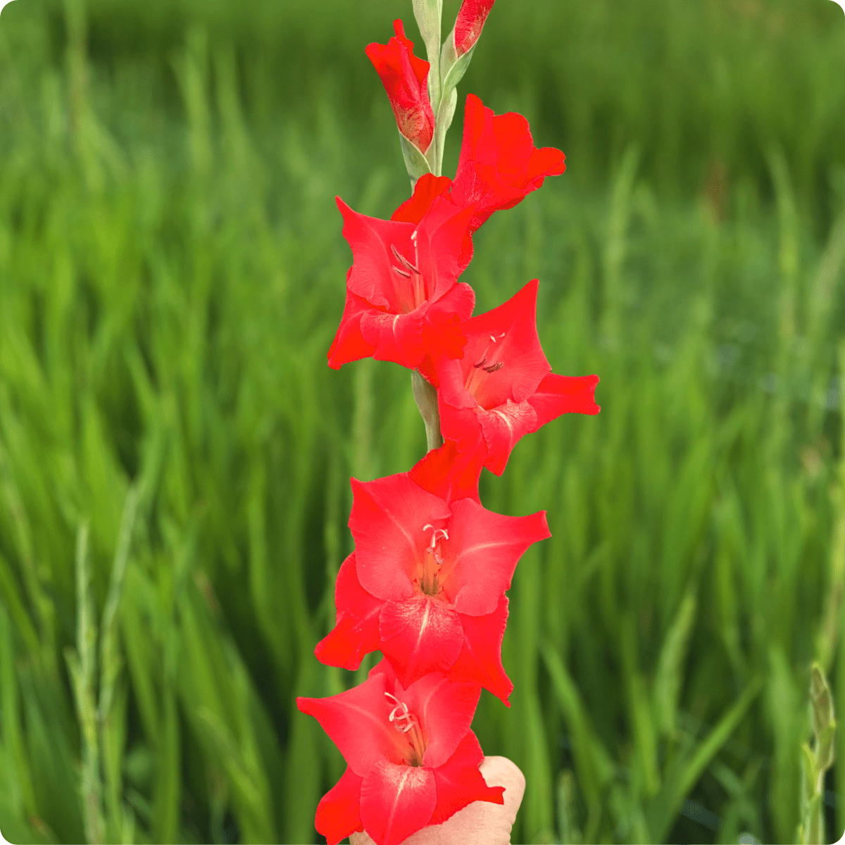 For Evigt Gladiolus (Pack of 10) Sword Lily - Love Dahlias - south - africa - flower - bulbs