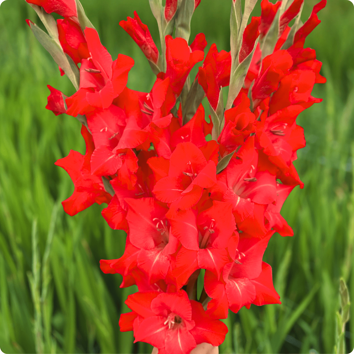 For Evigt Gladiolus (Pack of 10) Sword Lily - Love Dahlias - south - africa - flower - bulbs