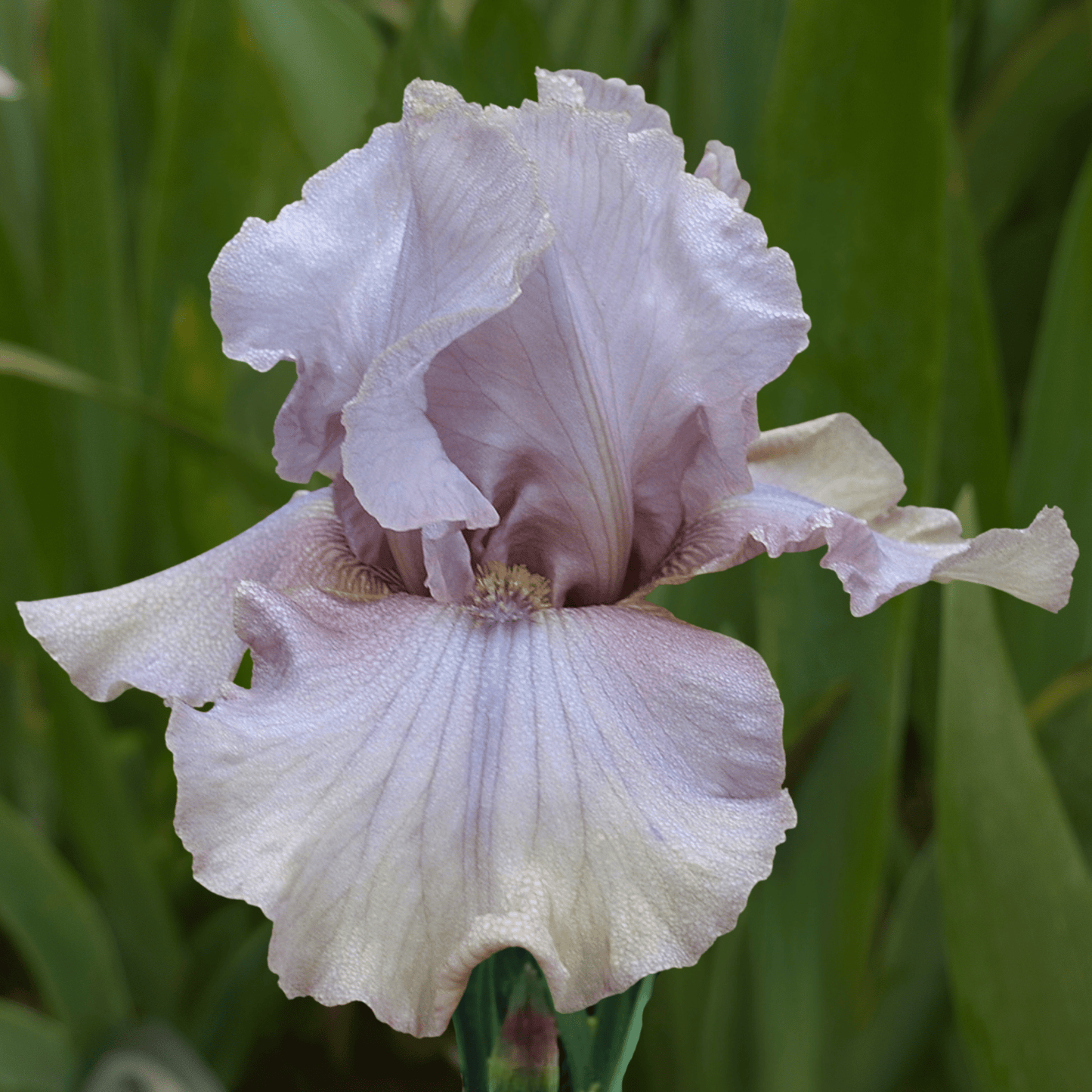 French Rose Bearded Iris (Coming in 2028) - Love Dahlias-south-africa-flower-bulbs