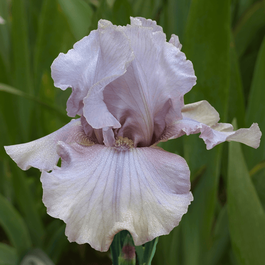 French Rose Bearded Iris (Coming in 2028) - Love Dahlias-south-africa-flower-bulbs
