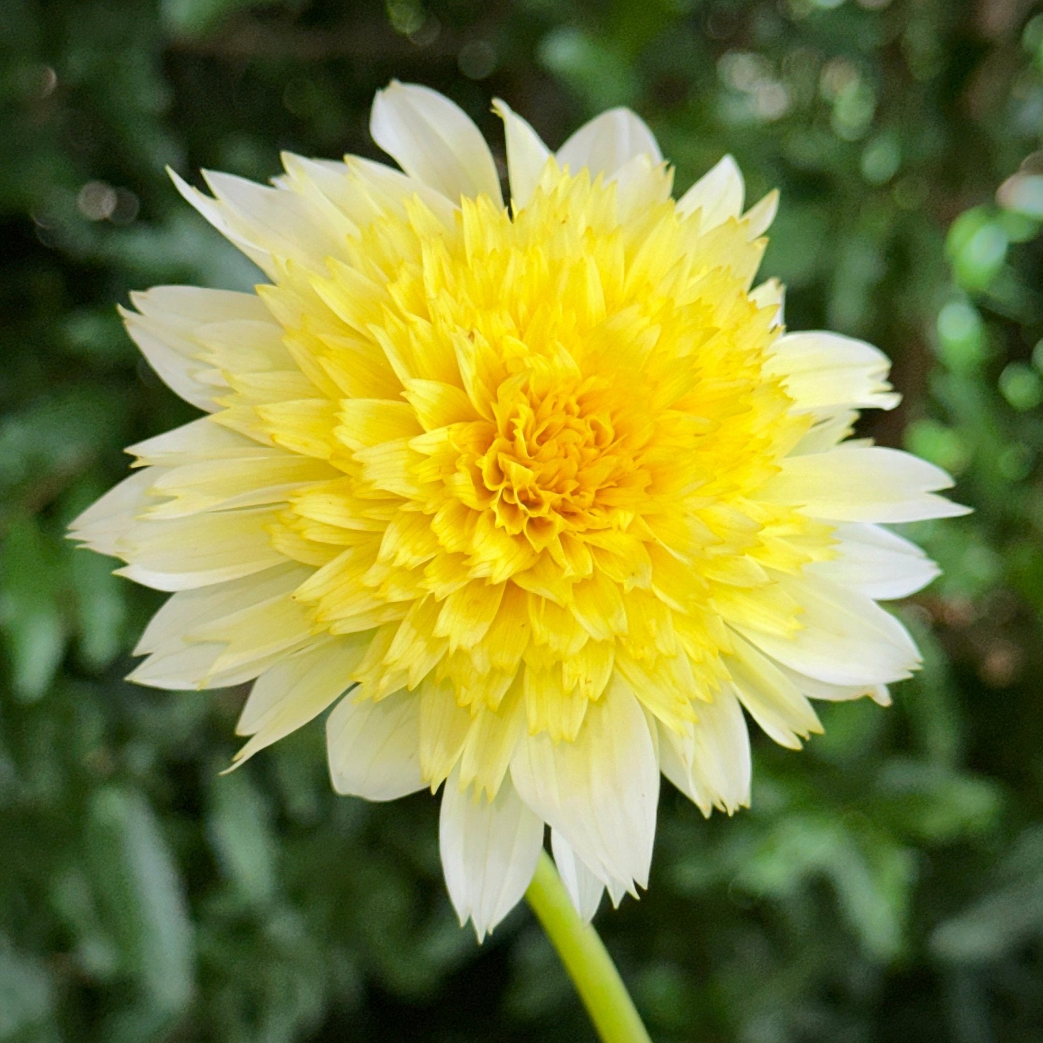 Freya's Paso Doble Dahlia Tuber for Sale – Love Dahlias