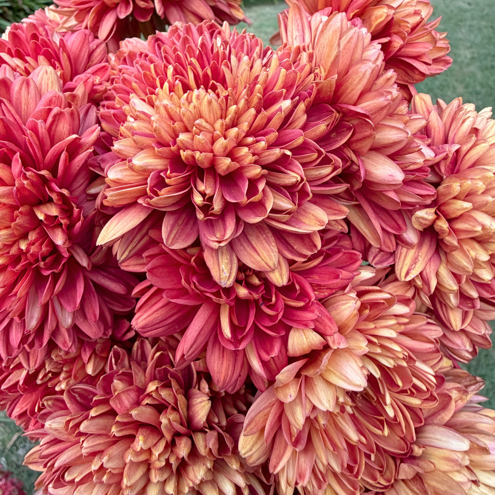Front Door Heirloom Chrysanthemum | South Africa - Love Dahlias - south - africa - flower - bulbs