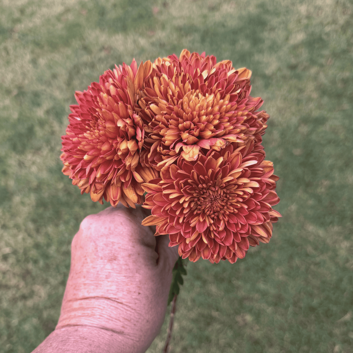 Front Door Heirloom Chrysanthemum | South Africa - Love Dahlias - south - africa - flower - bulbs