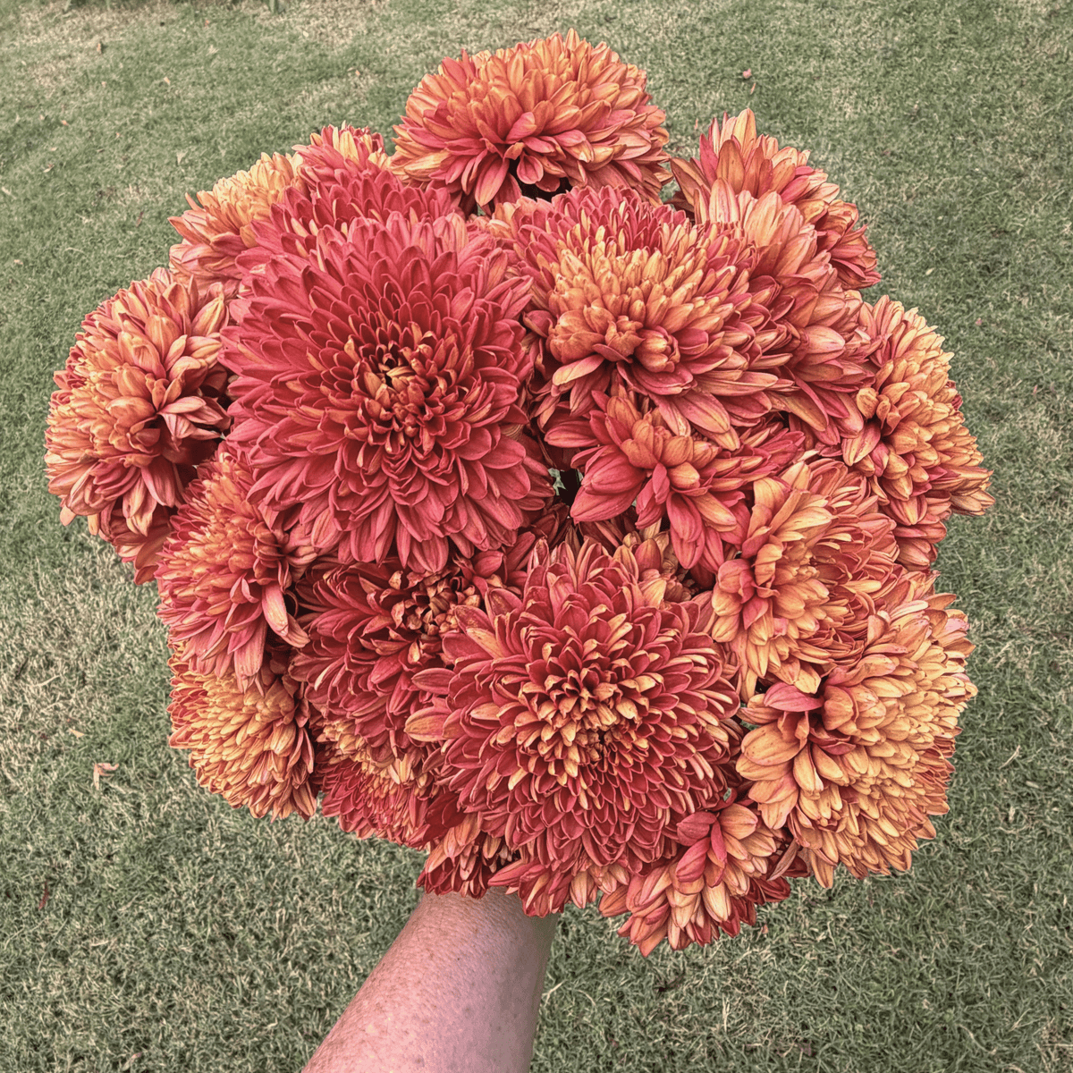 Front Door Heirloom Chrysanthemum | South Africa - Love Dahlias - south - africa - flower - bulbs