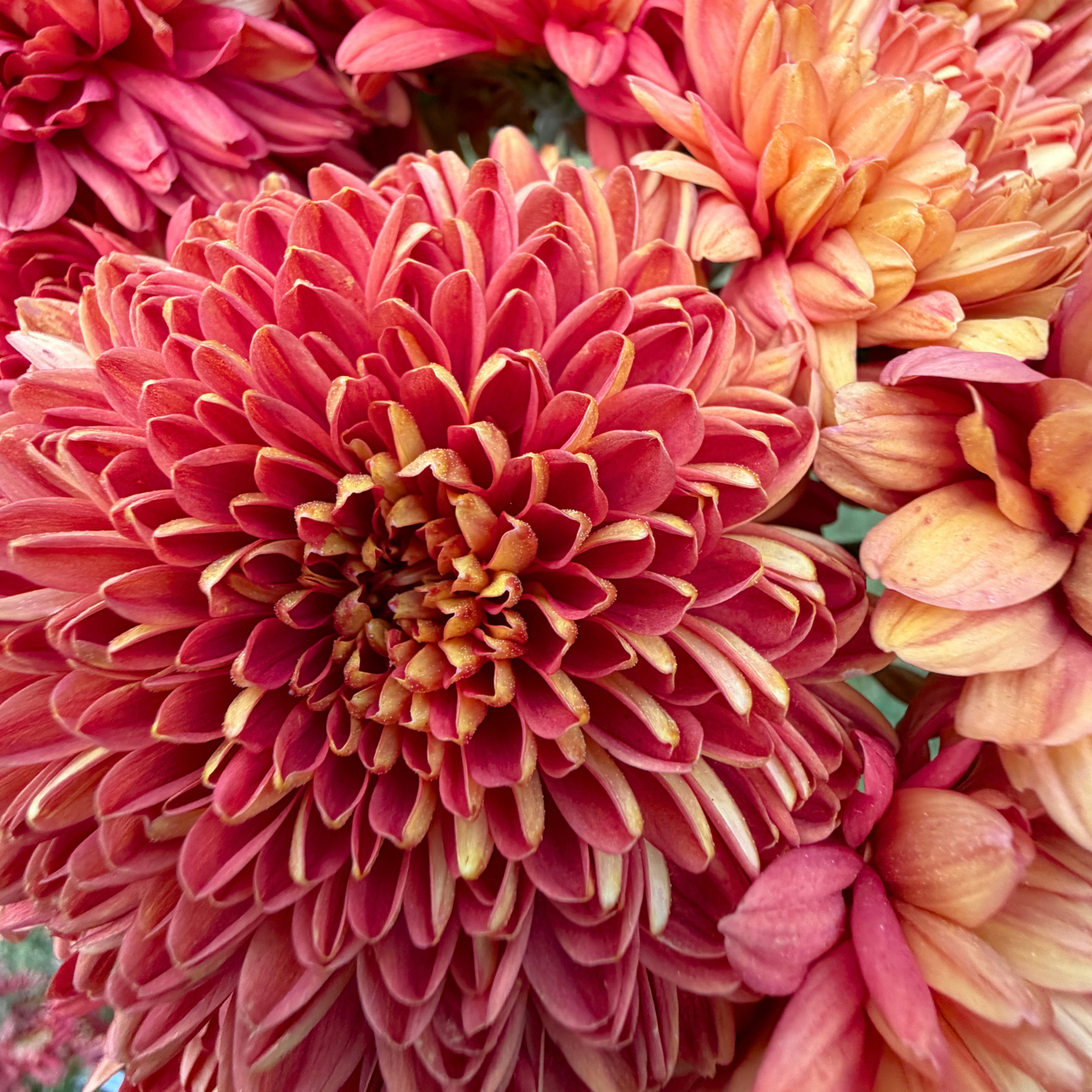 Front Door Heirloom Chrysanthemum | South Africa - Love Dahlias - south - africa - flower - bulbs