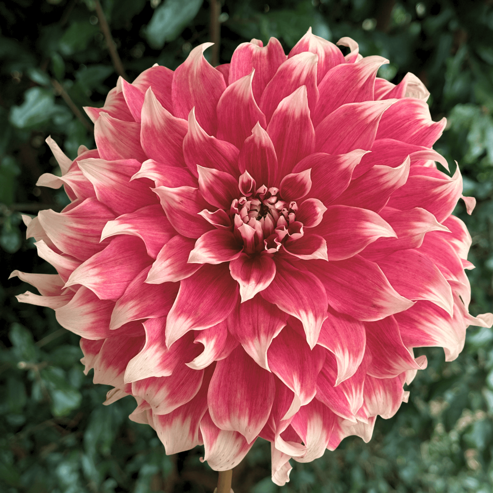 【美品_即日発送】NORTHWAVE DAHLIA 24cm 22-23モデル Frost Nip Decorative Dinnerplate Dahlia South Africa | Love Dahlias