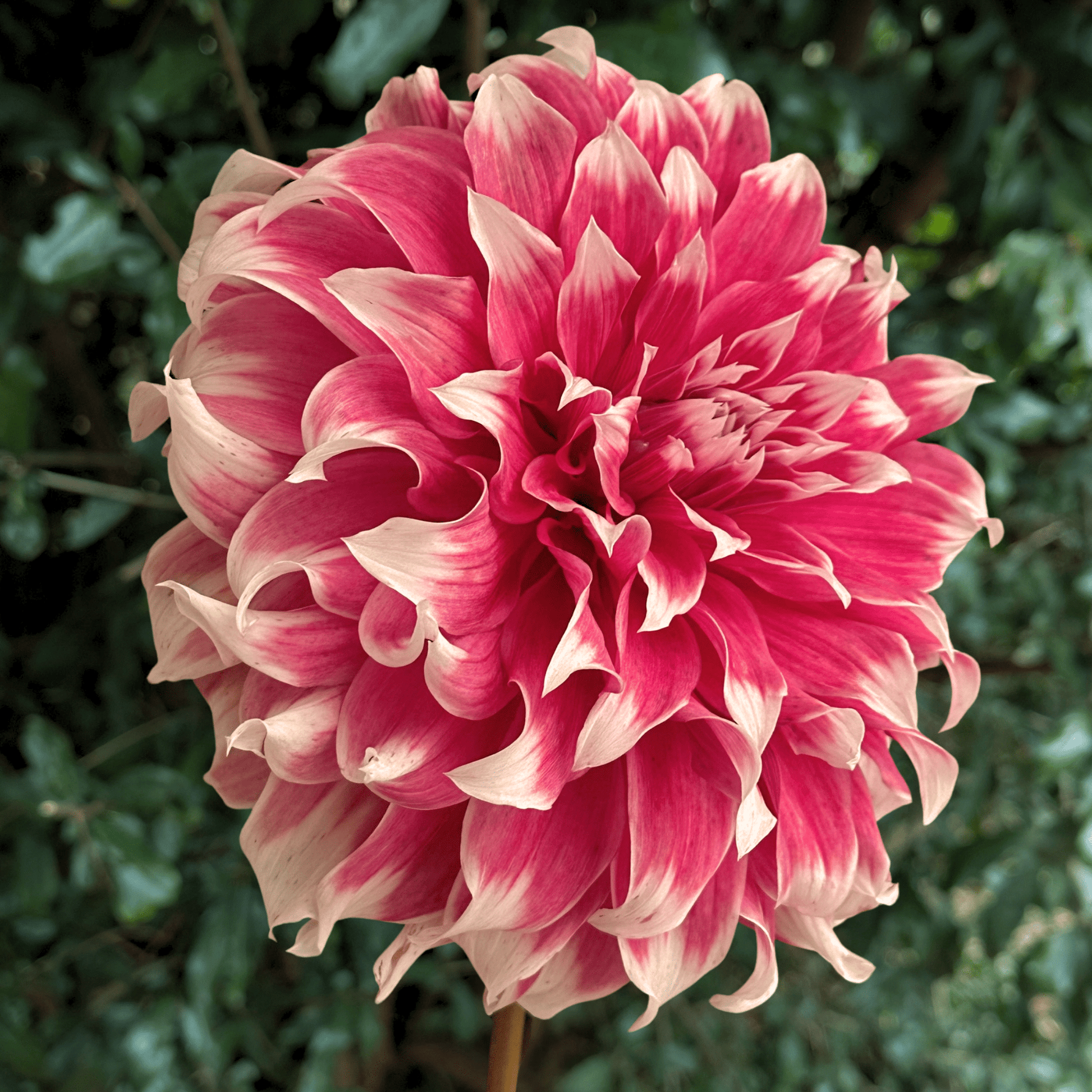 Frost Nip Decorative Dinnerplate Dahlia | South Africa - Love Dahlias - south - africa - flower - bulbs