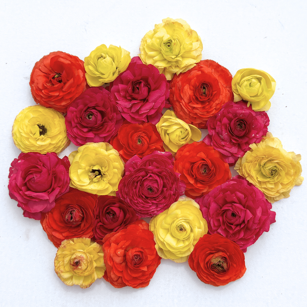 Fruit Cocktail Garden Ranunculus Mix (Pack of 20) - Love Dahlias-south-africa-flower-bulbs