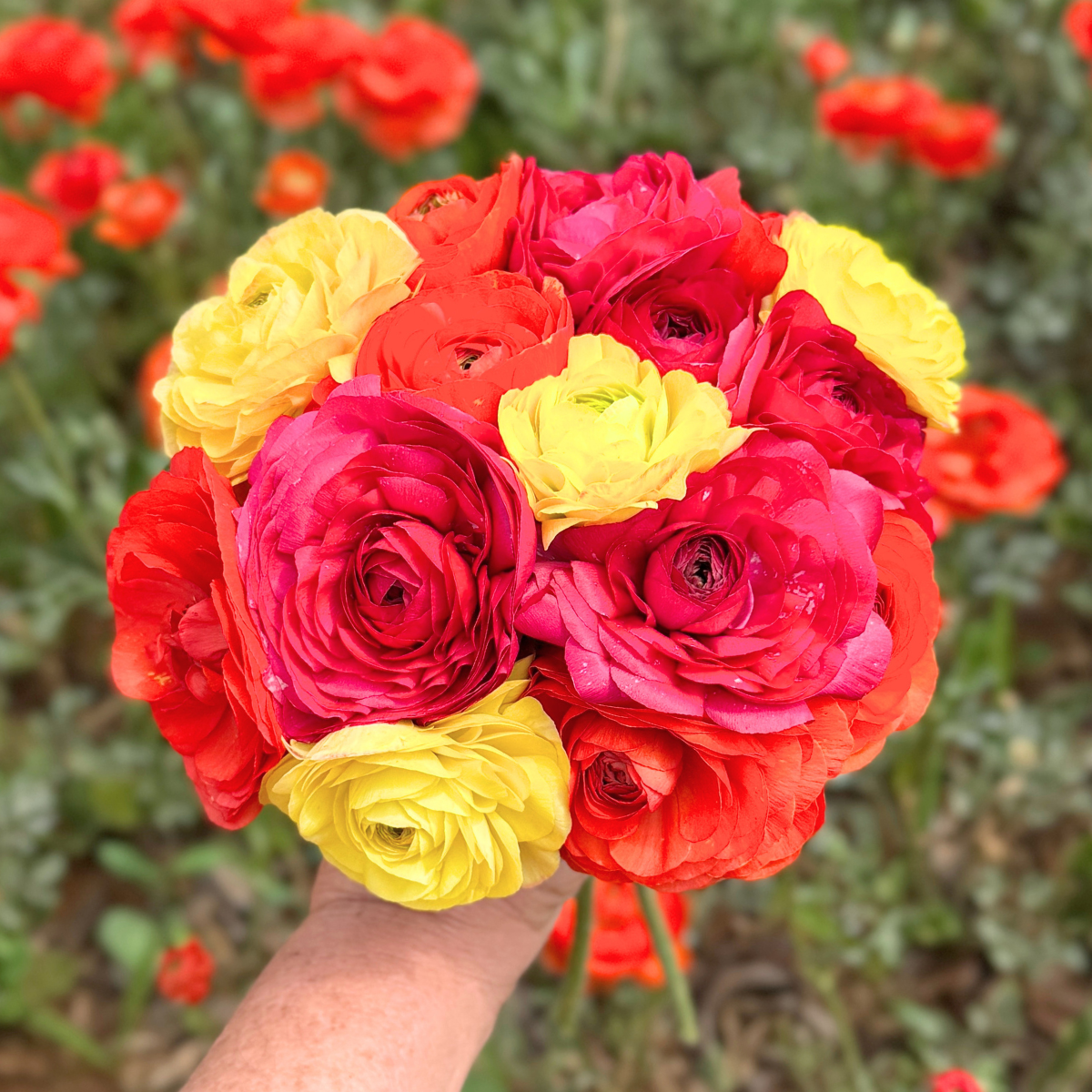 Fruit Cocktail Garden Ranunculus Mix (Pack of 20) - Love Dahlias-south-africa-flower-bulbs