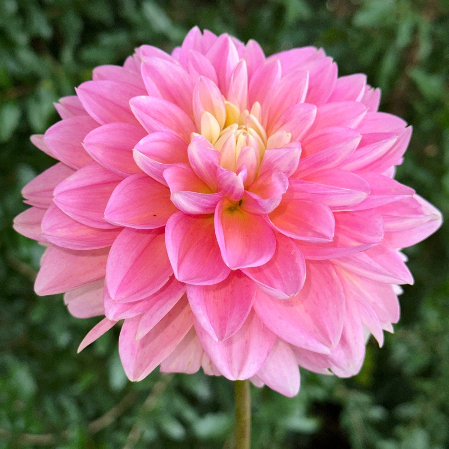 Gabbie’s Wish Dahlia (Limit 1 p.p) - Love Dahlias - south - africa - flower - bulbs