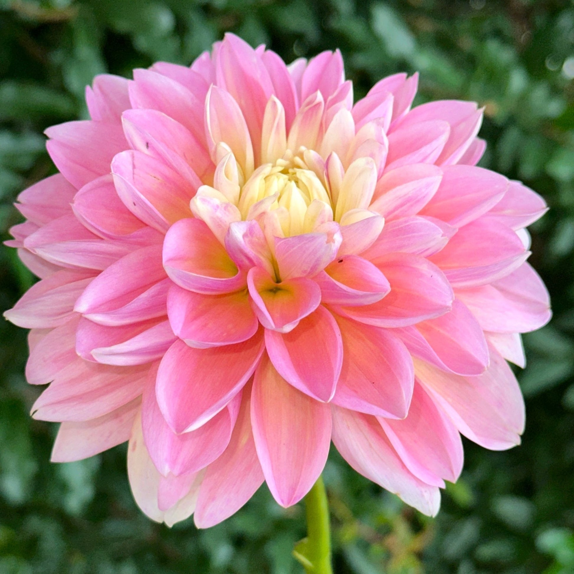 Gabbie’s Wish Dahlia (Limit 1 p.p) - Love Dahlias - south - africa - flower - bulbs