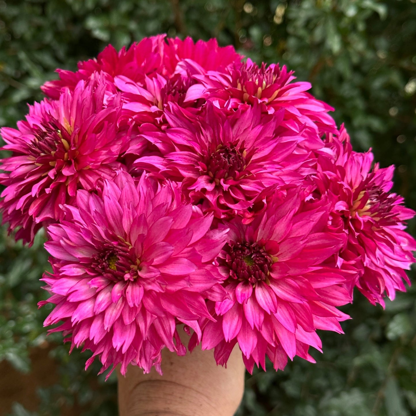 Gallery Art Nouveau Dahlia Tuber - Love Dahlias - south - africa - flower - bulbs