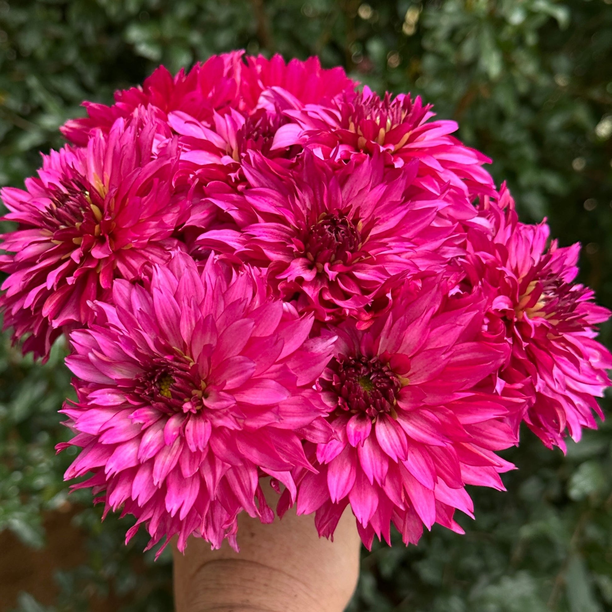 Gallery Art Nouveau Dahlia Tuber - Love Dahlias - south - africa - flower - bulbs