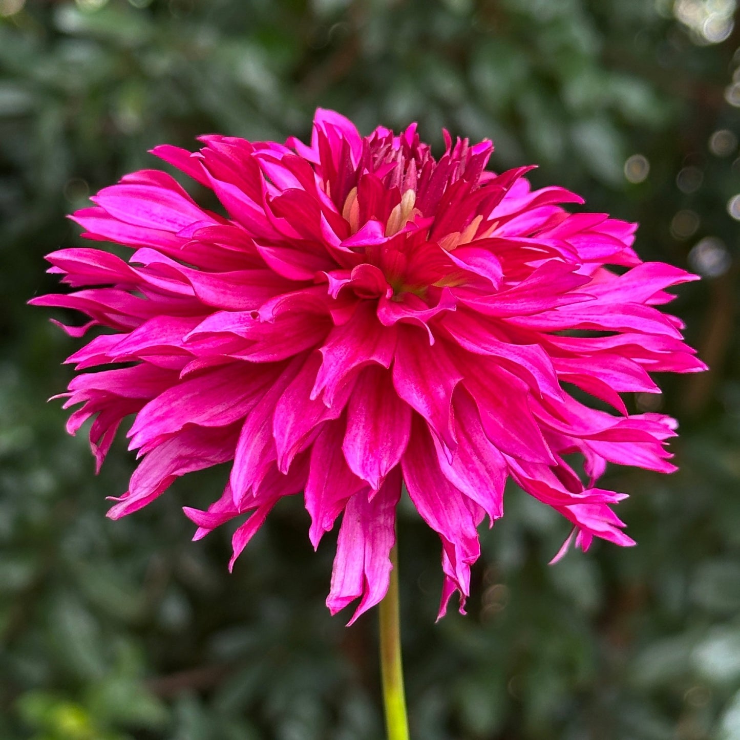 Gallery Art Nouveau Dahlia Tuber - Love Dahlias - south - africa - flower - bulbs