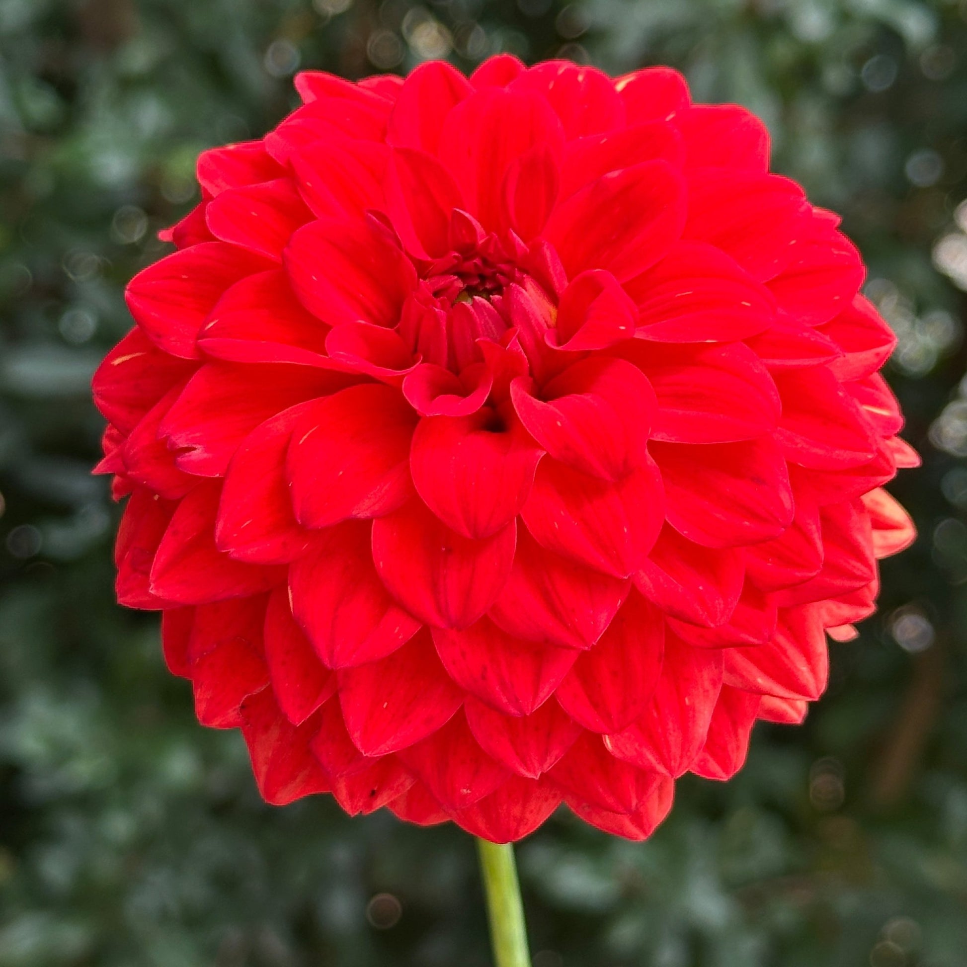 Gallery Valentin Dahlia Tuber - Love Dahlias - south - africa - flower - bulbs