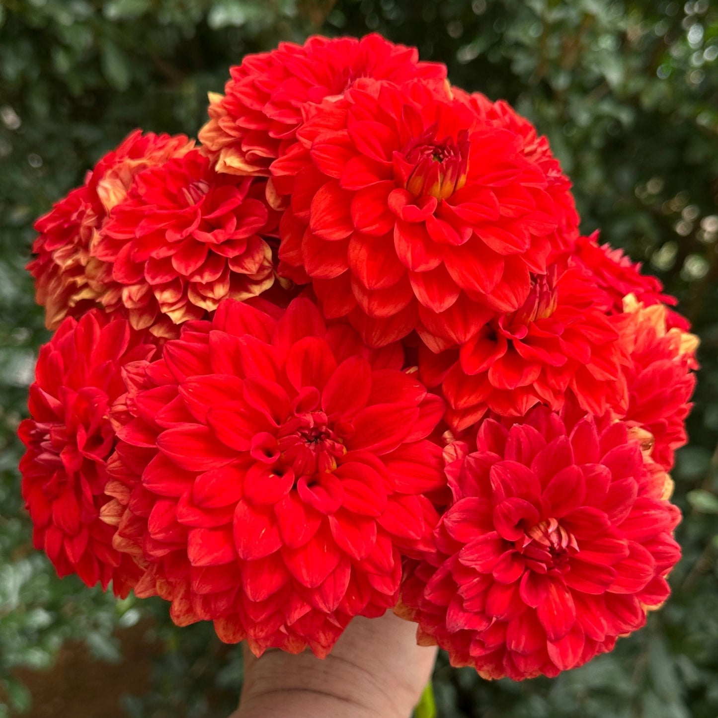 Gallery Valentin Dahlia Tuber - Love Dahlias - south - africa - flower - bulbs