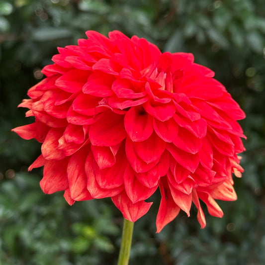 Gallery Valentin Dahlia Tuber - Love Dahlias - south - africa - flower - bulbs