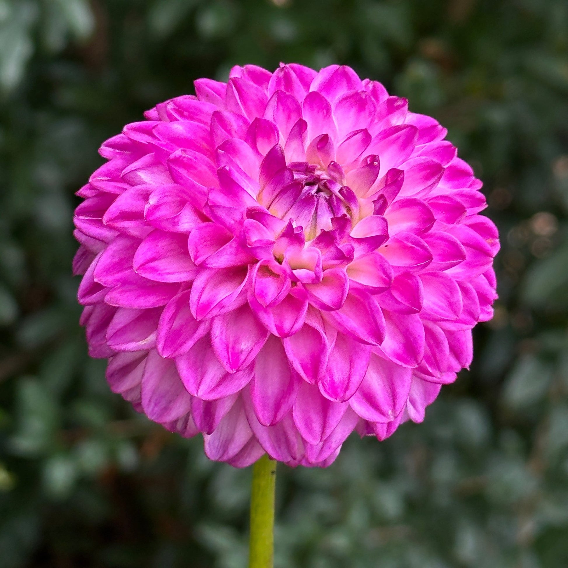 Genova Dahlia Tuber - Love Dahlias - south - africa - flower - bulbs