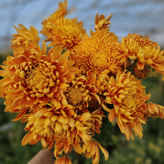George Couchman Heirloom Chrysanthemum (Available 2028) - Love Dahlias-south-africa-flower-bulbs