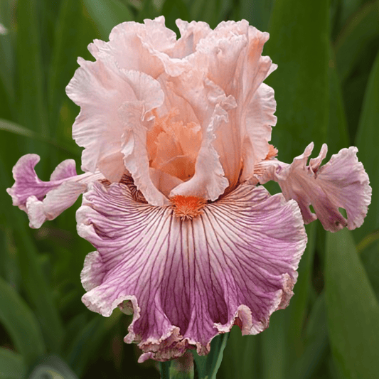 Georgette Silk Bearded Iris (Coming in 2028) - Love Dahlias-south-africa-flower-bulbs