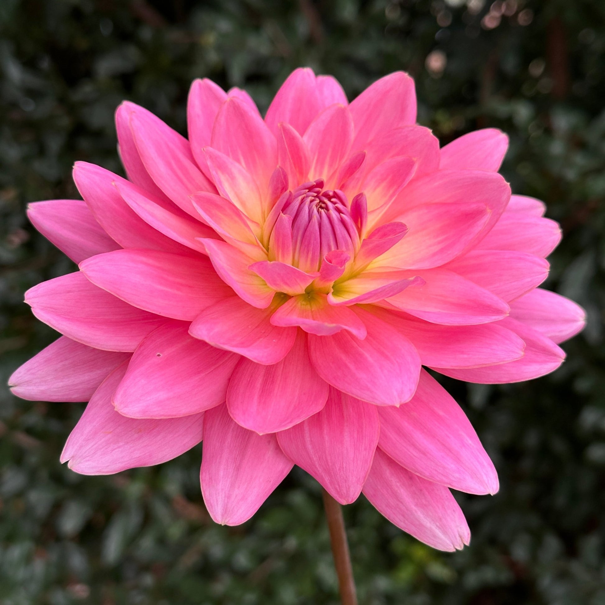 Gerrie Hoek Dahlia (Limit 1 p.p) - Love Dahlias - south - africa - flower - bulbs