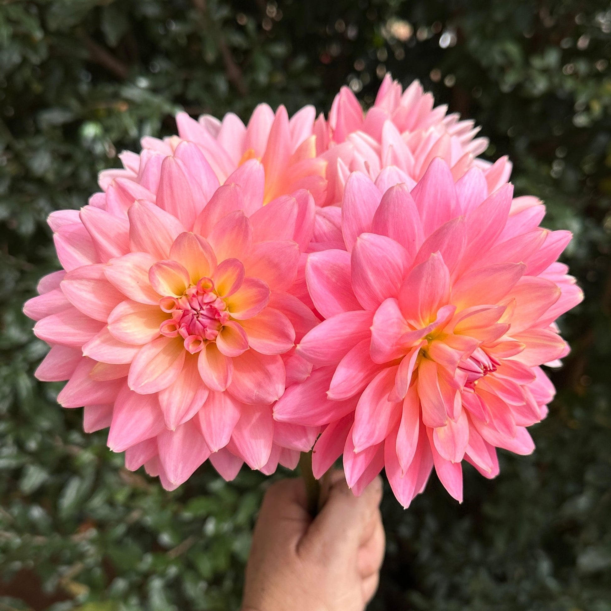 Gerrie Hoek Dahlia (Limit 1 p.p) - Love Dahlias - south - africa - flower - bulbs